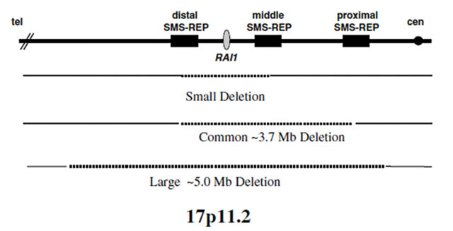 Abbildung 2: Diagramm verschiedener SMS-Deletionsgrößen (Madduri et al. 2006, 189 [5])