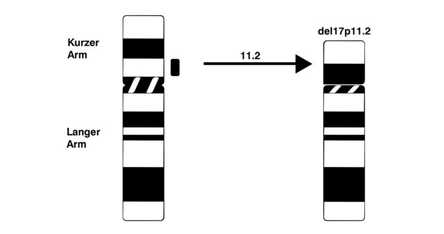 Abbildung 1: Schematisches Diagramm der SMS-Deletion 17p11.2 (nach Gropman et al. 2006, 338 [1])